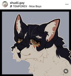 an image of a black and white cat with brown eyes looking at the camera text reads, shudi gay temporex - nice boys