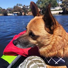 a brown dog sitting in the back of a boat on top of a body of water