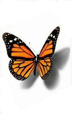 an orange and black butterfly with white dots on it's wings, flying in the air