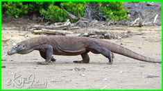 a large lizard walking across a dirt field