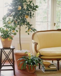 an orange tree in a living room next to a chair