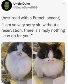 a cat sitting on top of a table next to another cat in front of it