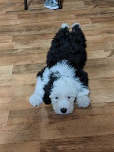 a small black and white dog laying on top of a wooden floor