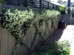 some white flowers growing on the side of a wooden fence next to a swimming pool