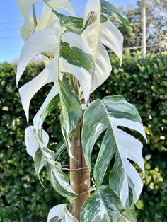 Variegated Epipremnum Pinnatum, Epipremnum Pinnatum Marble, Epipremnum Pinnatum Albo, Special Plants, Tattoo Plant, 2024 Board, Dream Plants, Epipremnum Pinnatum, Black Thumb