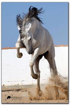 a white horse is galloping in the sand with its front legs spread out and it's head turned to the side