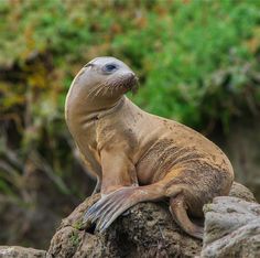 a sea lion sitting on top of a rock