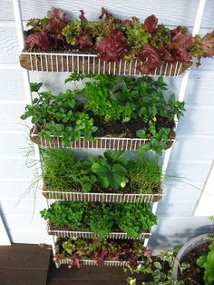 a vertical herb garden on a white wall