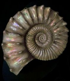 an ammonite shell on a black background