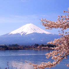 the mountain is covered in snow and cherry blossoms