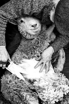 a black and white photo of a person shearing a sheep's wool with scissors