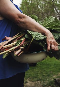 Rhubarbs. From the blog Suvi sur le vif | Lily.fi Rhubarb Mojito, Rhubarb Fool, Growing Coriander, Rhubarb Rhubarb, Allotment Garden, Rhubarb Syrup, Garden Veggies, Swiss Chard, Farms Living