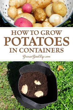 how to grow potatoes in containers