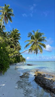 the beach is lined with palm trees and clear water