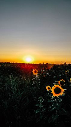 the sun is setting over a field of sunflowers