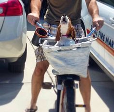 a man riding a bike with a dog in the basket on it's handlebars