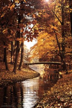 a bridge over a river surrounded by trees with yellow leaves on the ground and in front of it is a body of water