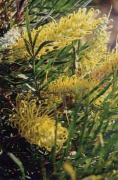 yellow flowers are growing on the branches of a pine tree in the forest, close up