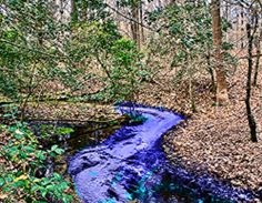 a stream running through a forest filled with lots of trees