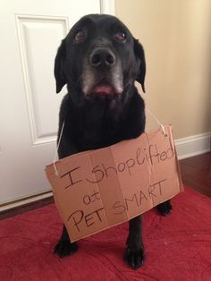 a dog holding a sign that says, good boys gone bad i shoplifted of petsmart