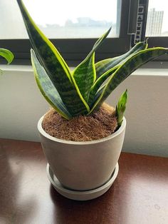 a potted plant sitting on top of a wooden table next to a windowsill