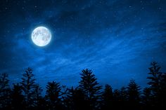 the full moon shines brightly in the night sky above some pine trees and bushes