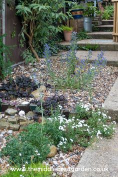 the garden is full of flowers and rocks