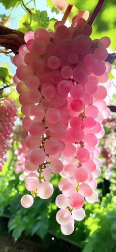 some pink grapes hanging from a tree in the sun with leaves and flowers around them