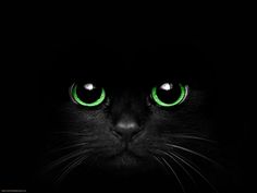 a black cat with green eyes in the dark