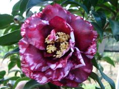 a large red flower with green leaves in the background