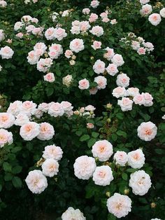 many pink roses are blooming in the garden