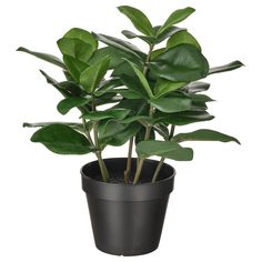 a potted plant with green leaves in it's black plastic container on a white background