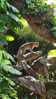 a cheetah walking on top of a tree branch in a forest filled with green leaves