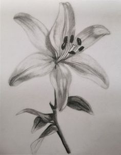 a pencil drawing of a flower on a white paper