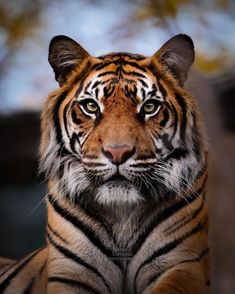 a close up of a tiger looking at the camera