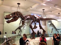 a dinosaur skeleton in a museum with people looking at it