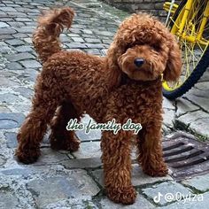 a brown dog standing next to a yellow bike on a cobblestone street in front of a building