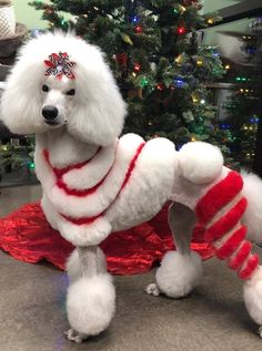 a poodle dressed in red and white is standing next to a christmas tree