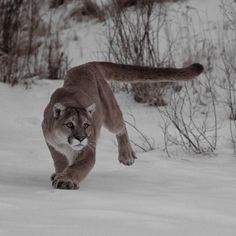 a mountain lion running through the snow