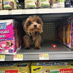 a small dog sitting on top of a shelf in a pet store next to packages of diapers