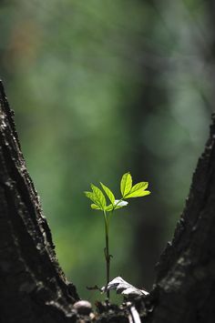 a small plant growing out of the trunk of a tree with a quote written on it