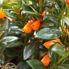 an orange plant with green leaves and yellow flowers