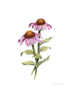 "Coneflower (Echinacea)" Borderless fine art giclee reproduction of my original botanical watercolor painting. My prints are made on textured 100% cotton archival paper that will last for many years to come. Please note that the crop may vary slightly between different sizes. Prints will be shipped flat between cardboard to prevent damage during transit. Prints larger than 11x14 will be gently rolled and shipped in a mailer tube.
Since my prints are made to order from my little home studio, plea Echinacea Line Drawing, Coneflower Illustration, Watercolor Echinacea, Watercolor Coneflower, Purple Coneflower Watercolor, Botanical Watercolor Painting, Painting Bedroom, Sophisticated Art, Purple Daisy