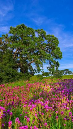 a field full of purple flowers under a blue sky with two trees in the background