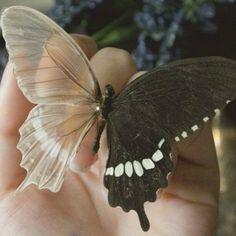 a butterfly that is sitting on someone's hand