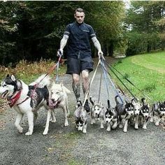 a man walking his dogs on a leash