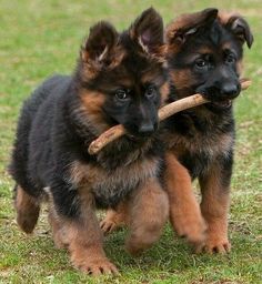 two puppies are playing with a stick in their mouth and the caption says samen komen wi er wel