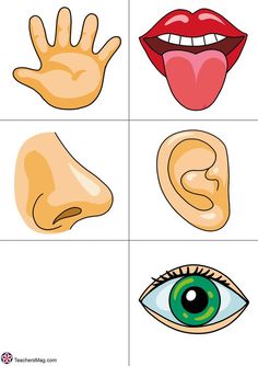 four different types of mouth and nose with the words,'what do you see? '