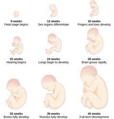 the stages of baby's development from birth to six week old, including breasting and