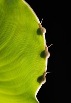 a close up view of a green leaf